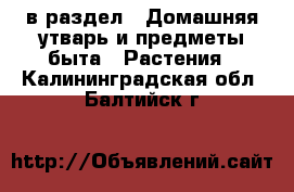  в раздел : Домашняя утварь и предметы быта » Растения . Калининградская обл.,Балтийск г.